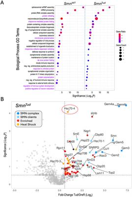 Proteomic analysis of the SMN complex reveals conserved and etiologic connections to the proteostasis network